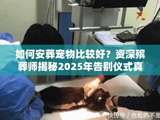 如何安葬宠物比较好？资深殡葬师揭秘2025年告别仪式真相