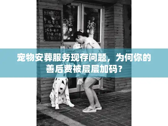 宠物安葬服务现存问题，为何你的善后费被层层加码？