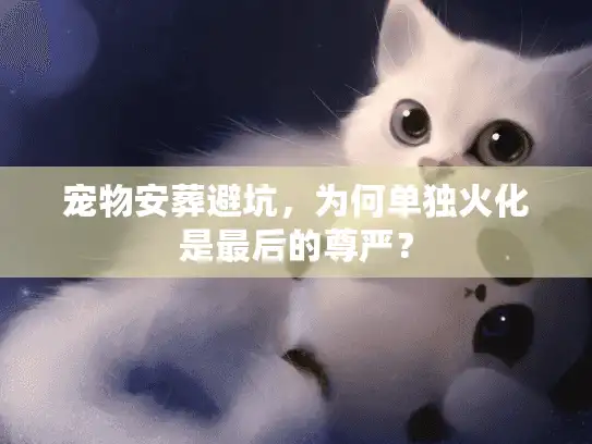 宠物安葬避坑，为何单独火化是最后的尊严？