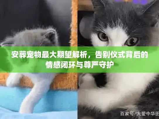 安葬宠物最大期望解析，告别仪式背后的情感闭环与尊严守护