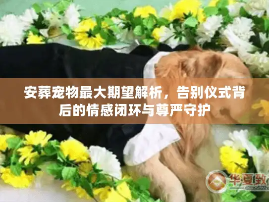 安葬宠物最大期望解析，告别仪式背后的情感闭环与尊严守护