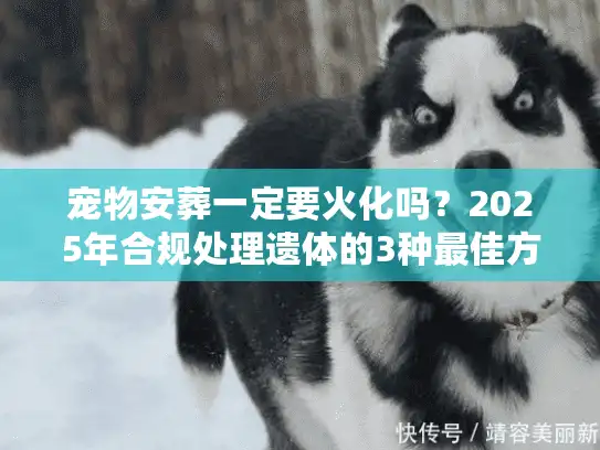 宠物安葬一定要火化吗？2025年合规处理遗体的3种最佳方案