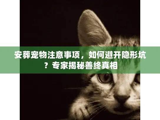 安葬宠物注意事项，如何避开隐形坑？专家揭秘善终真相
