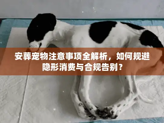 安葬宠物注意事项全解析，如何规避隐形消费与合规告别？