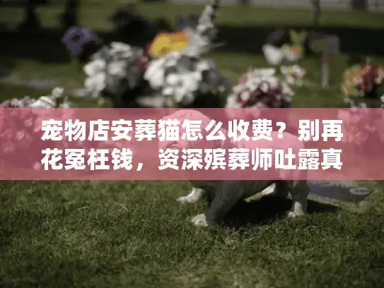 宠物店安葬猫怎么收费？别再花冤枉钱，资深殡葬师吐露真实内幕