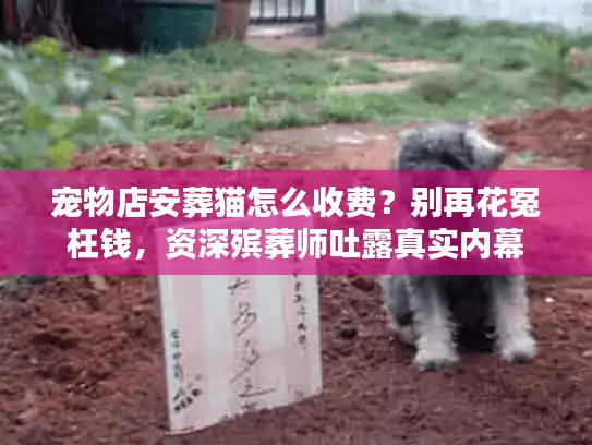宠物店安葬猫怎么收费？别再花冤枉钱，资深殡葬师吐露真实内幕