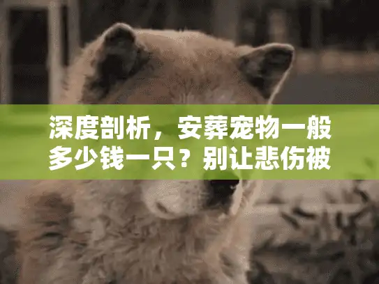 深度剖析，安葬宠物一般多少钱一只？别让悲伤被收割
