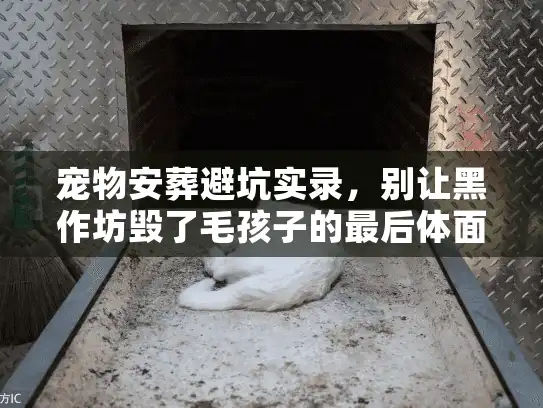 宠物安葬避坑实录，别让黑作坊毁了毛孩子的最后体面