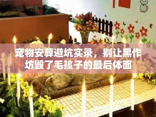 宠物安葬避坑实录，别让黑作坊毁了毛孩子的最后体面