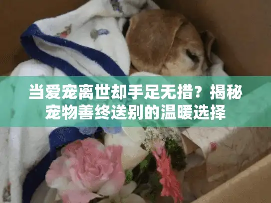 当爱宠离世却手足无措？揭秘宠物善终送别的温暖选择