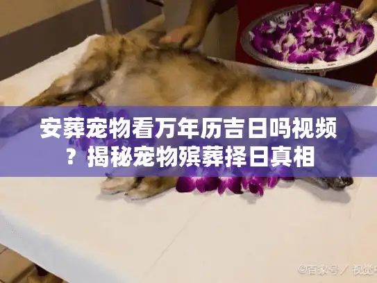 安葬宠物看万年历吉日吗视频？揭秘宠物殡葬择日真相