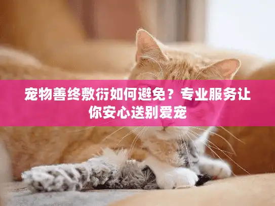 宠物善终敷衍如何避免？专业服务让你安心送别爱宠