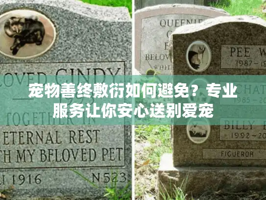 宠物善终敷衍如何避免？专业服务让你安心送别爱宠