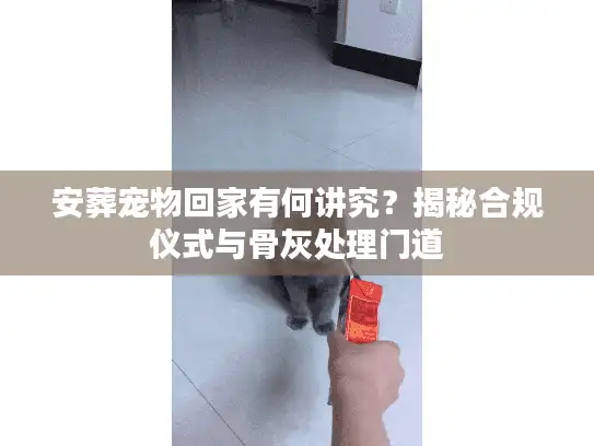 安葬宠物回家有何讲究？揭秘合规仪式与骨灰处理门道