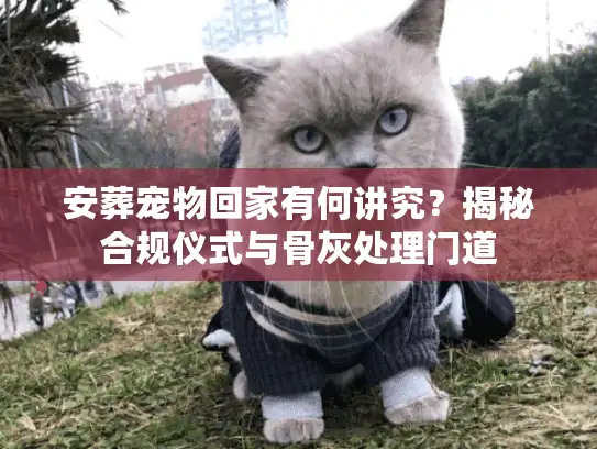 安葬宠物回家有何讲究？揭秘合规仪式与骨灰处理门道