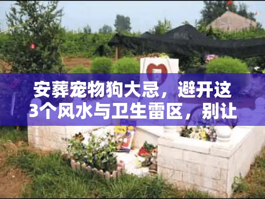 安葬宠物狗大忌，避开这3个风水与卫生雷区，别让爱宠受委屈
