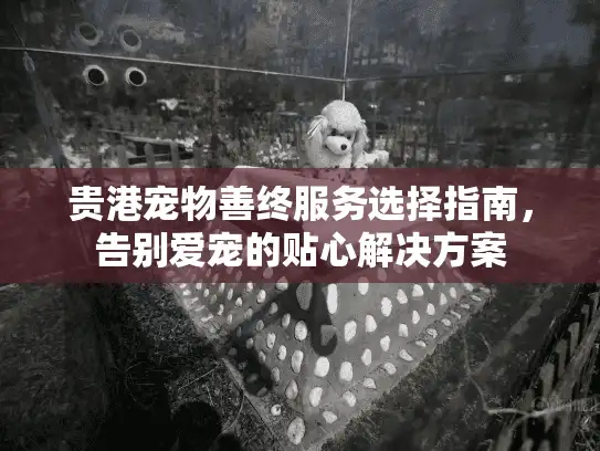 贵港宠物善终服务选择指南，告别爱宠的贴心解决方案