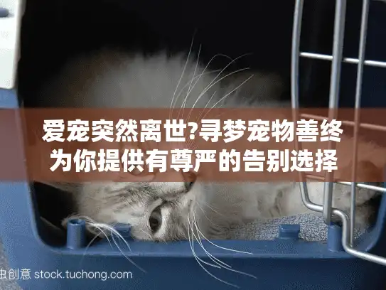爱宠突然离世?寻梦宠物善终为你提供有尊严的告别选择