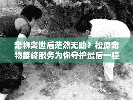 宠物离世后茫然无助？松原宠物善终服务为你守护最后一程