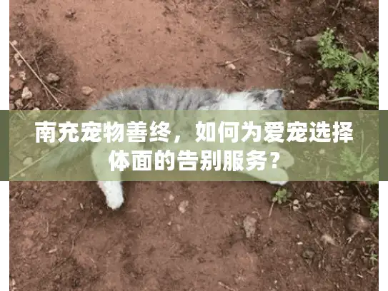 南充宠物善终，如何为爱宠选择体面的告别服务？