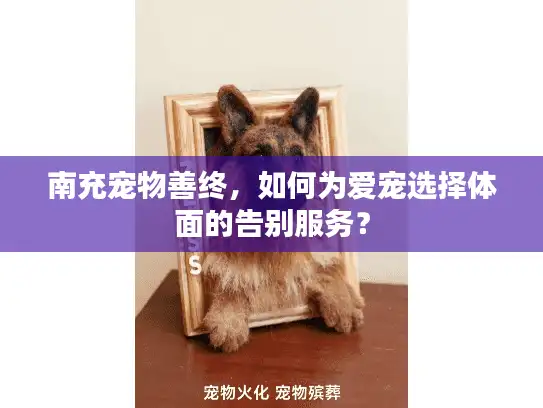 南充宠物善终，如何为爱宠选择体面的告别服务？
