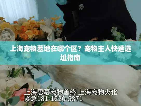 上海宠物墓地在哪个区？宠物主人快速选址指南