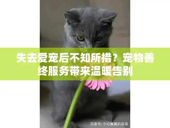 失去爱宠后不知所措？宠物善终服务带来温暖告别