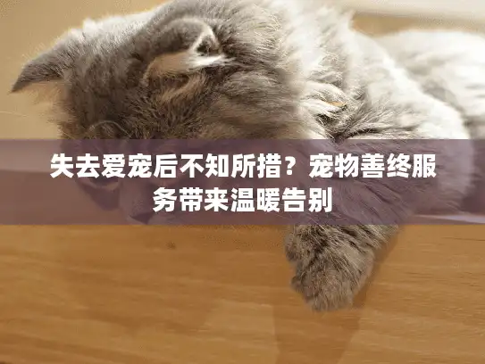 失去爱宠后不知所措？宠物善终服务带来温暖告别