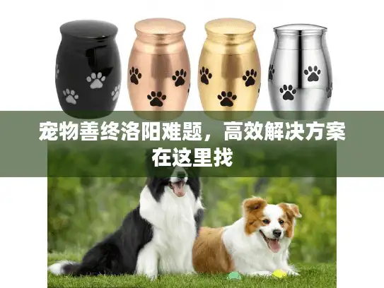 宠物善终洛阳难题，高效解决方案在这里找