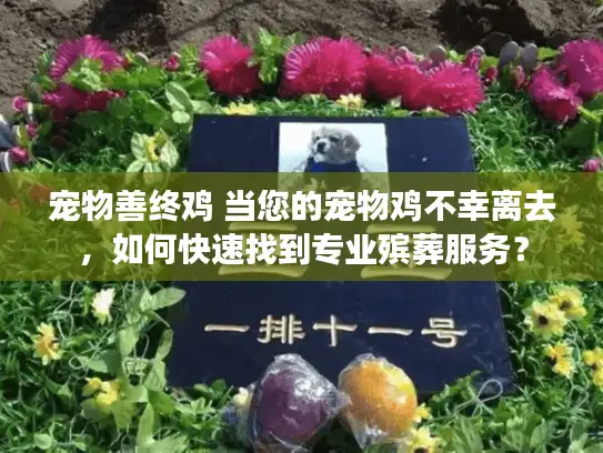 宠物善终鸡 当您的宠物鸡不幸离去，如何快速找到专业殡葬服务？