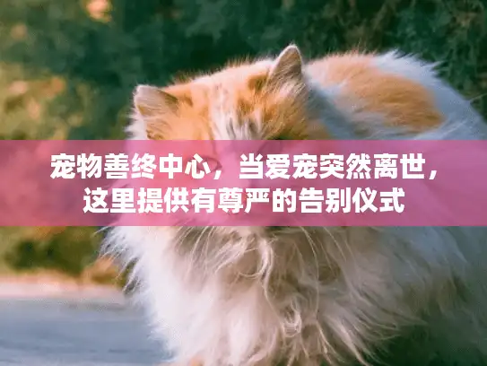 宠物善终中心，当爱宠突然离世，这里提供有尊严的告别仪式