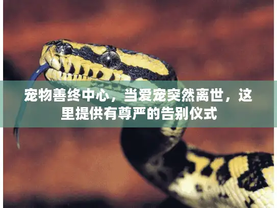 宠物善终中心，当爱宠突然离世，这里提供有尊严的告别仪式