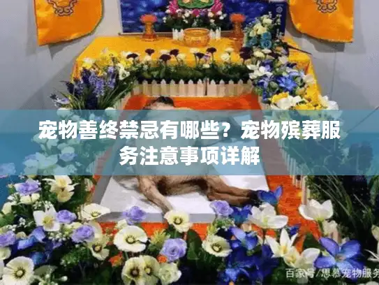 宠物善终禁忌有哪些？宠物殡葬服务注意事项详解