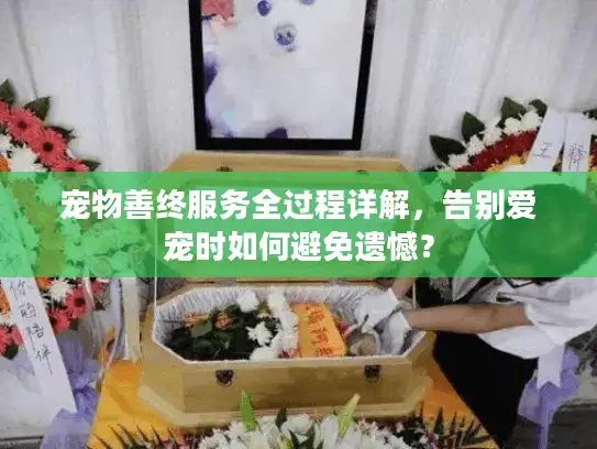 宠物善终服务全过程详解，告别爱宠时如何避免遗憾？