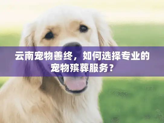 云南宠物善终，如何选择专业的宠物殡葬服务？
