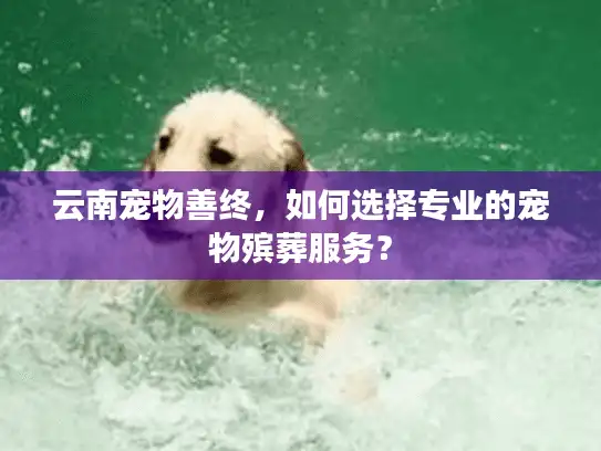 云南宠物善终，如何选择专业的宠物殡葬服务？