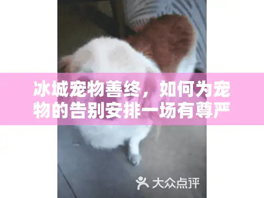 冰城宠物善终，如何为宠物的告别安排一场有尊严的仪式？