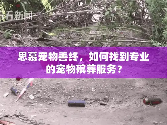 思慕宠物善终，如何找到专业的宠物殡葬服务？