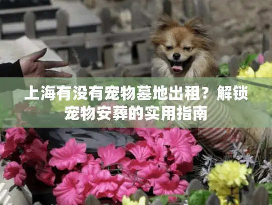 上海有没有宠物墓地出租？解锁宠物安葬的实用指南