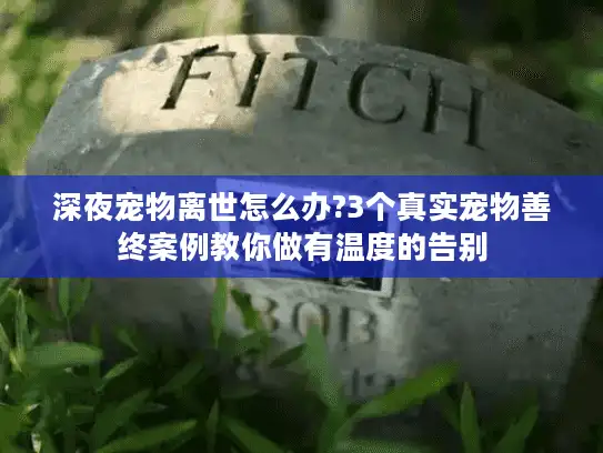 深夜宠物离世怎么办?3个真实宠物善终案例教你做有温度的告别