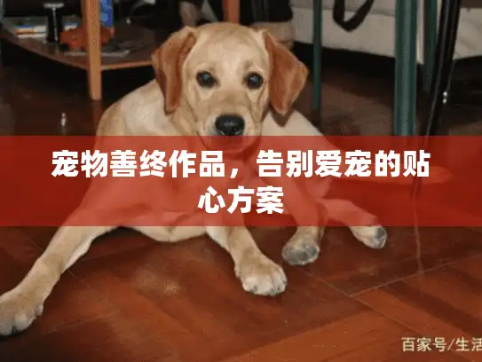 宠物善终作品，告别爱宠的贴心方案