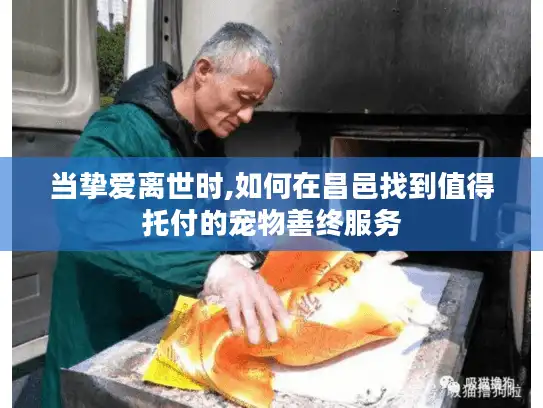 当挚爱离世时,如何在昌邑找到值得托付的宠物善终服务