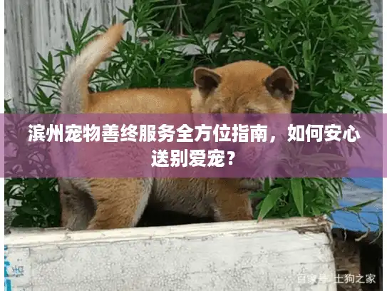 滨州宠物善终服务全方位指南，如何安心送别爱宠？