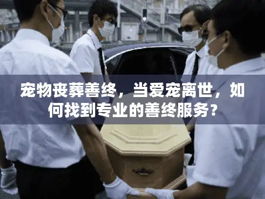 宠物丧葬善终，当爱宠离世，如何找到专业的善终服务？