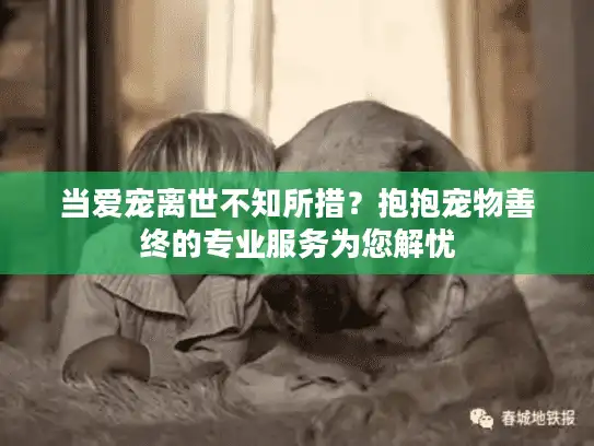 当爱宠离世不知所措？抱抱宠物善终的专业服务为您解忧