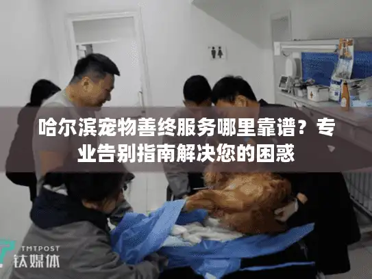 哈尔滨宠物善终服务哪里靠谱？专业告别指南解决您的困惑