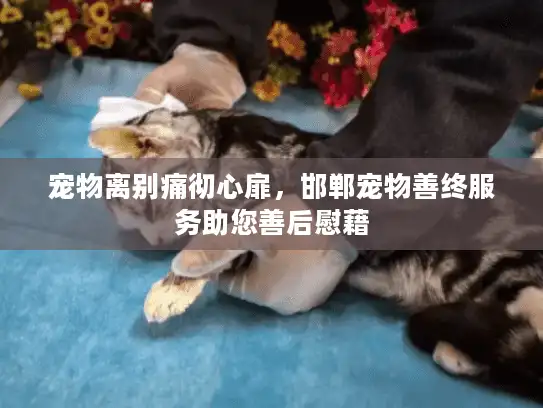 宠物离别痛彻心扉，邯郸宠物善终服务助您善后慰藉