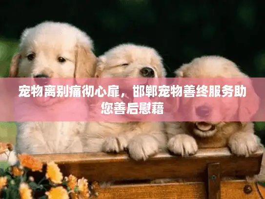 宠物离别痛彻心扉，邯郸宠物善终服务助您善后慰藉
