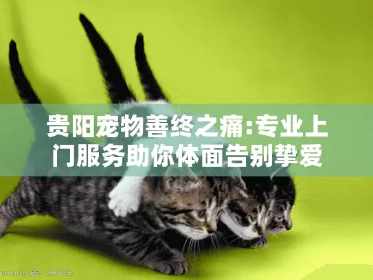 贵阳宠物善终之痛:专业上门服务助你体面告别挚爱