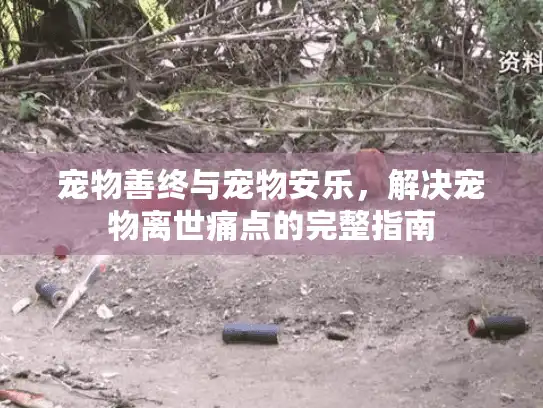 宠物善终与宠物安乐，解决宠物离世痛点的完整指南